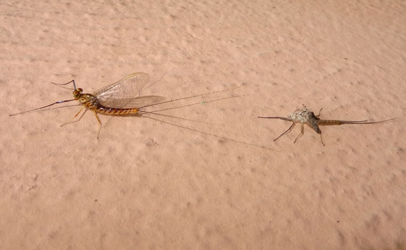 da subimago a imago ?  S, da parte di maschio di Ecdyonurus sp. (Heptageniidae)